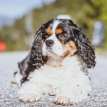 Апартаменти Panorama Guggenbichl - Inkl Sommerkarte, Einmaliger Eintritt Ins Tauern & Bester Ausblick Ueber