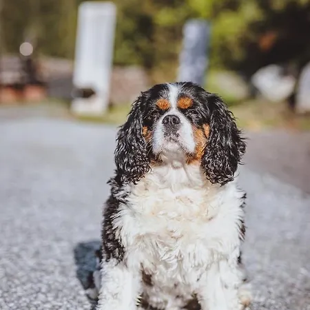 Апартаменти Panorama Guggenbichl - Inkl Sommerkarte, Einmaliger Eintritt Ins Tauern & Bester Ausblick Ueber Капрун