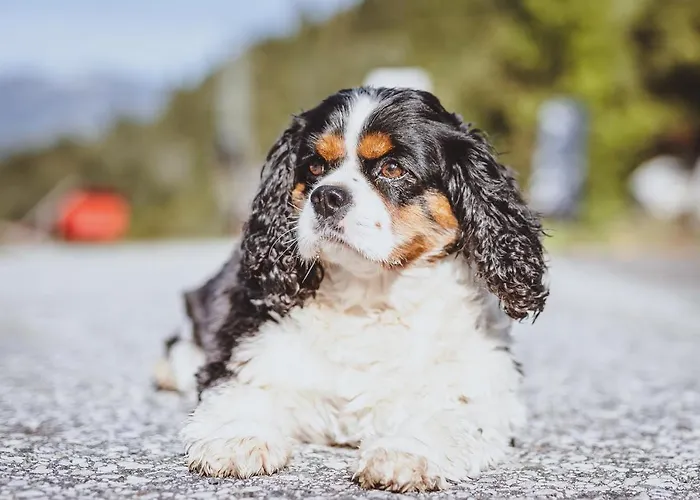 アパート Panorama Guggenbichl - Inkl Sommerkarte, Einmaliger Eintritt Ins Tauern & Bester Ausblick Ueber