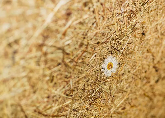 アパート Panorama Guggenbichl - Inkl Sommerkarte, Einmaliger Eintritt Ins Tauern & Bester Ausblick Ueber