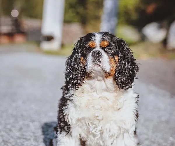 Διαμέρισμα Panorama Guggenbichl - Inkl Sommerkarte, Einmaliger Eintritt Ins Tauern & Bester Ausblick Ueber Kaprun