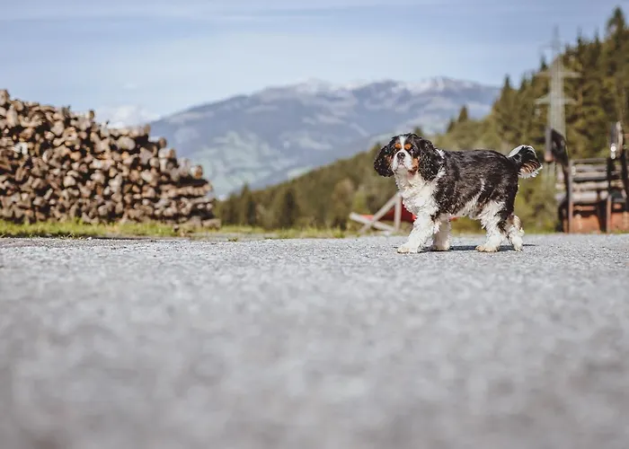 Panorama Guggenbichl - Inkl Sommerkarte, Einmaliger Eintritt Ins Tauern & Bester Ausblick Ueber カプルーン